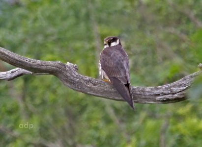 Hobby (Falco subbuteo) juvenile, Alan Prowse